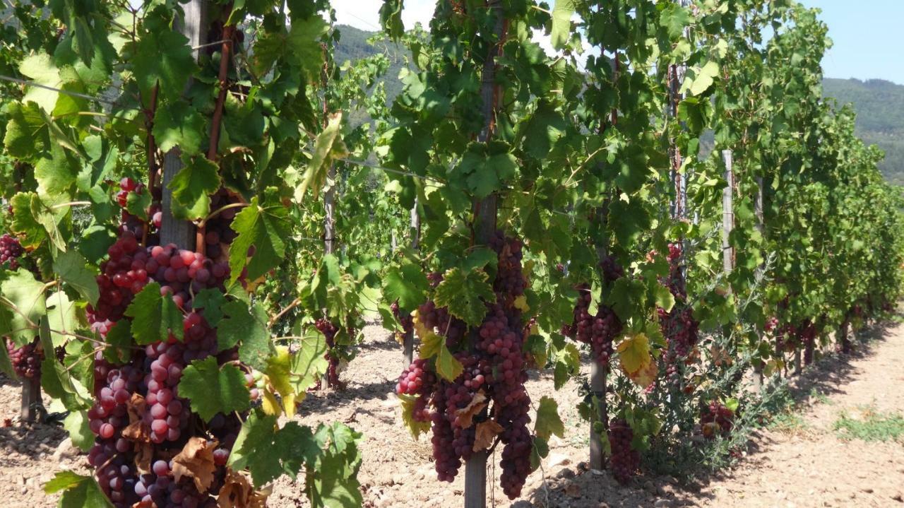 Gite Le Petit Moulin Rosenwiller Екстериор снимка